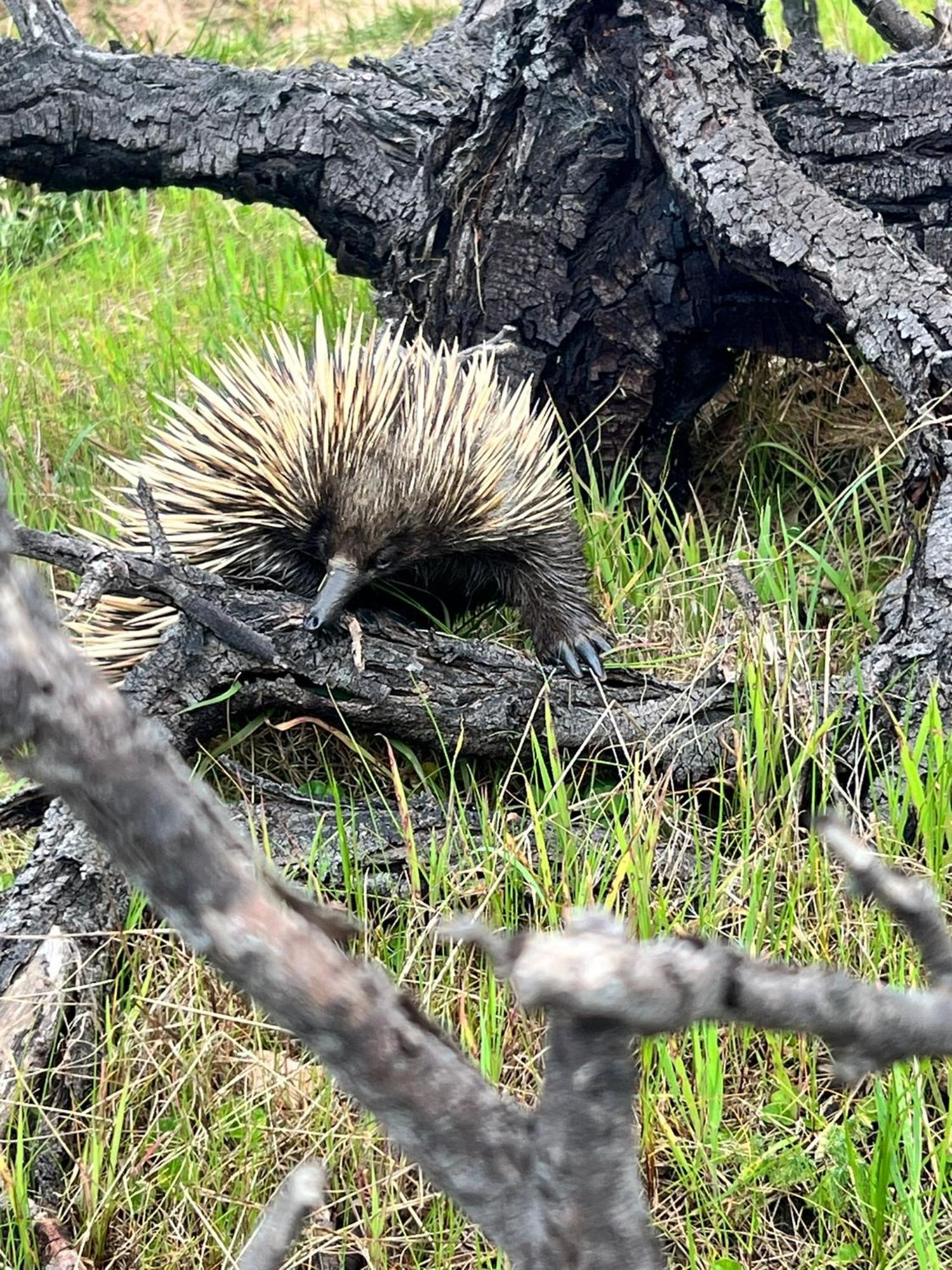 Yelki By The Sea Hotel Encounter Bay Luaran gambar